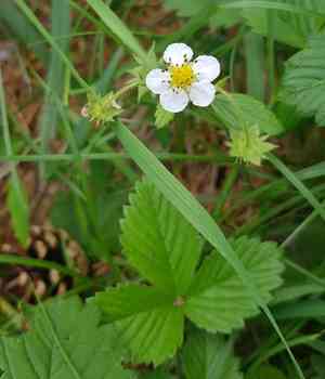 Fragaria orientalis(Fragaria orientalis)