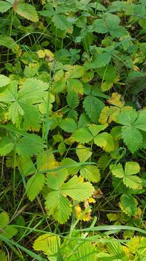 Fragaria orientalis(Fragaria orientalis)