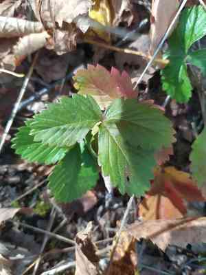 Woodland strawberry(Fragaria vesca)