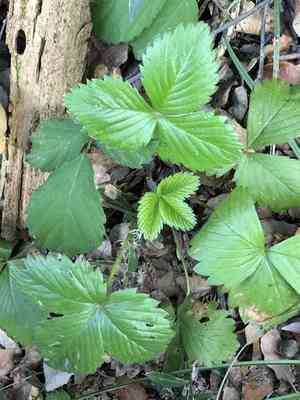 Woodland strawberry(Fragaria vesca)