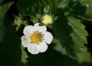 Woodland strawberry(Fragaria vesca)