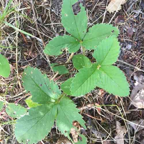Wild strawberry(Fragaria virginiana)