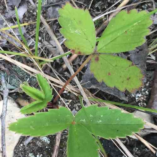 Wild strawberry(Fragaria virginiana)