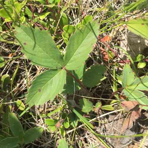 Wild strawberry(Fragaria virginiana)