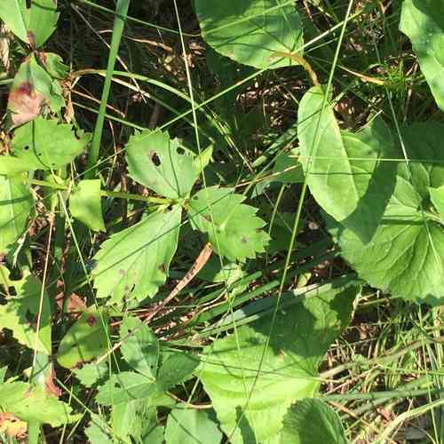 Wild strawberry(Fragaria virginiana)