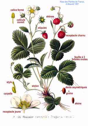 Strawberries (Fragaria)(Fragaria)