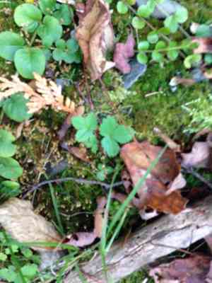 Strawberries (Fragaria)(Fragaria)