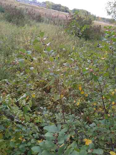 Alder buckthorn(Frangula alnus)