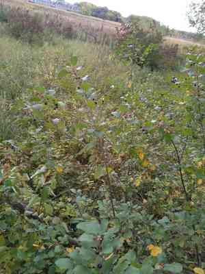 Alder buckthorn(Frangula alnus)