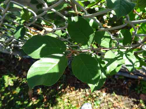 Alder buckthorn(Frangula alnus)