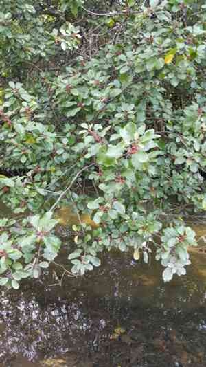 Alder buckthorn(Frangula alnus)