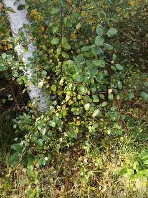 Alder buckthorn(Frangula alnus)