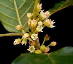 Alder buckthorn(Frangula alnus)