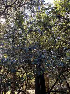 California coffeeberry(Frangula californica)