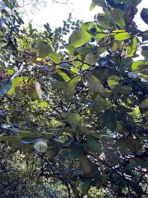 California coffeeberry(Frangula californica)