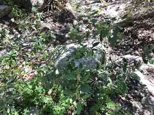 California coffeeberry(Frangula californica)