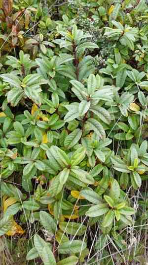 California coffeeberry(Frangula californica)