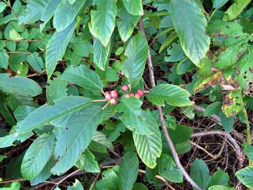 Carolina buckthorn(Frangula caroliniana)