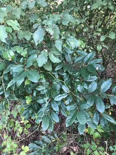 Carolina buckthorn(Frangula caroliniana)