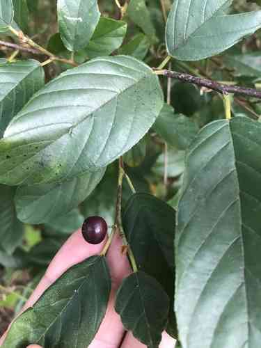 Carolina buckthorn(Frangula caroliniana)