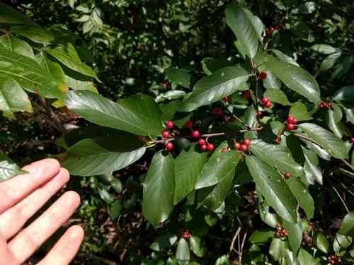 Carolina buckthorn(Frangula caroliniana)