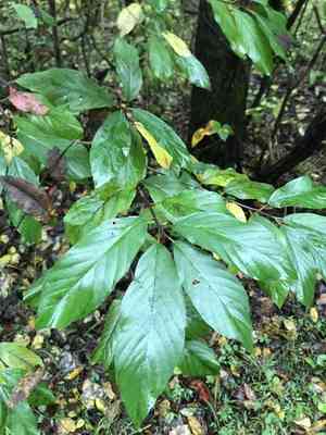 Carolina buckthorn(Frangula caroliniana)