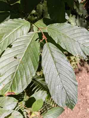 Cascara serpentine buckthorn(Frangula purshiana)