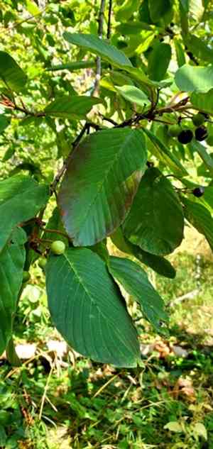 Cascara serpentine buckthorn(Frangula purshiana)