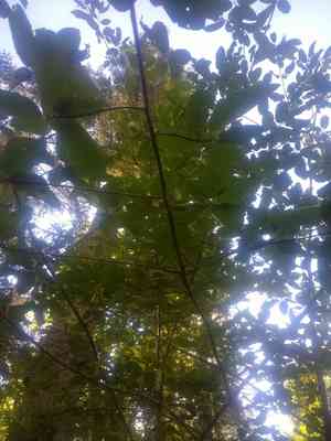 Cascara serpentine buckthorn(Frangula purshiana)