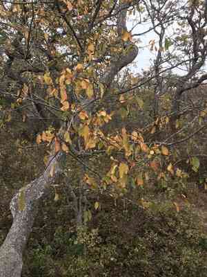 Cascara serpentine buckthorn(Frangula purshiana)