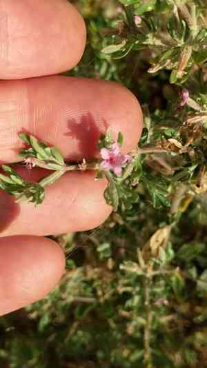 Alkali seaheath(Frankenia salina)