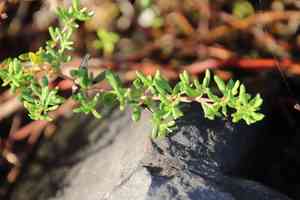 Alkali seaheath(Frankenia salina)
