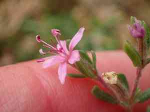 Alkali seaheath(Frankenia salina)