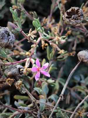 Alkali seaheath(Frankenia salina)
