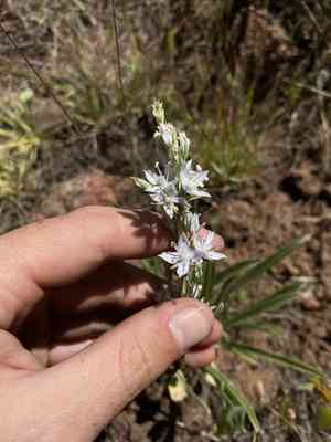 Whitestem frasera(Frasera albicaulis)