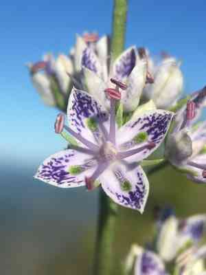 Whitestem frasera(Frasera albicaulis)
