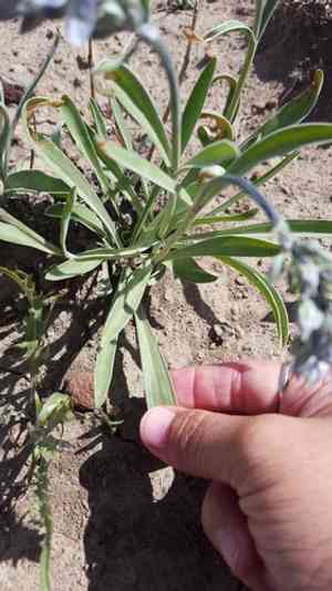 Whitestem frasera(Frasera albicaulis)