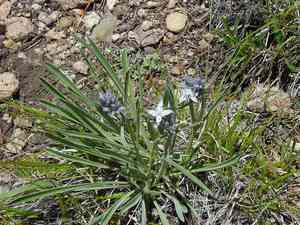 Whitestem frasera(Frasera albicaulis)