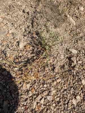 Desert frasera(Frasera albomarginata)