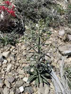 Desert frasera(Frasera albomarginata)