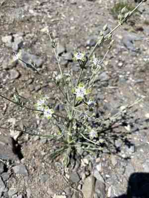 Desert frasera(Frasera albomarginata)