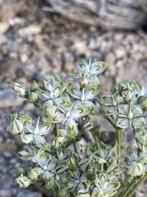Desert frasera(Frasera albomarginata)