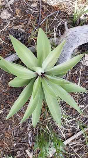 Elkweed(Frasera speciosa)