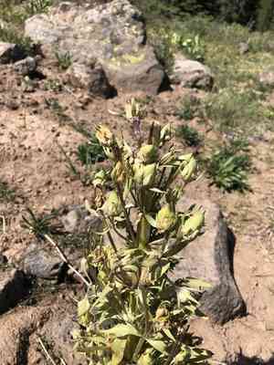Elkweed(Frasera speciosa)