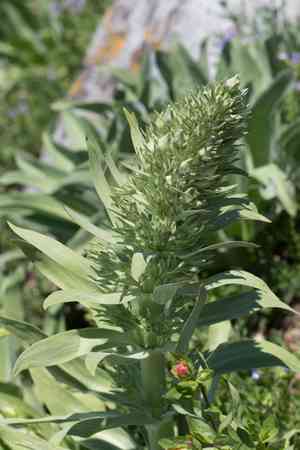 Elkweed(Frasera speciosa)