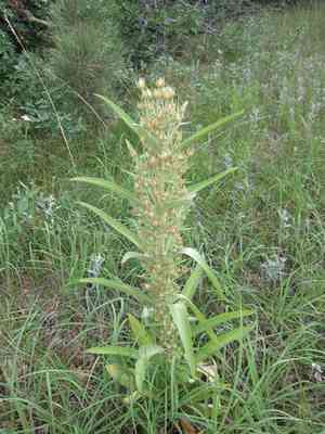 Elkweed(Frasera speciosa)