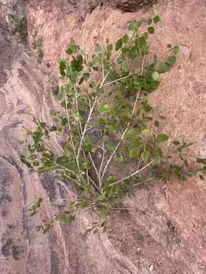 Single-leaf ash(Fraxinus anomala)