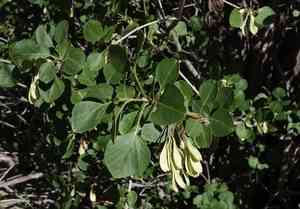 Single-leaf ash(Fraxinus anomala)