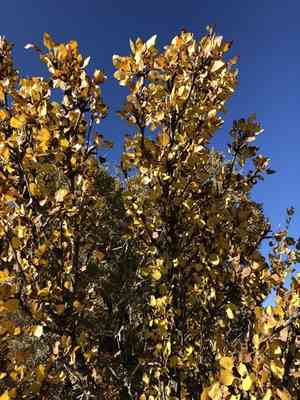 Single-leaf ash(Fraxinus anomala)