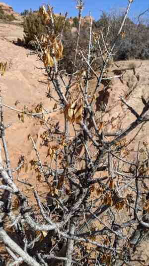 Single-leaf ash(Fraxinus anomala)